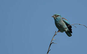 European Roller