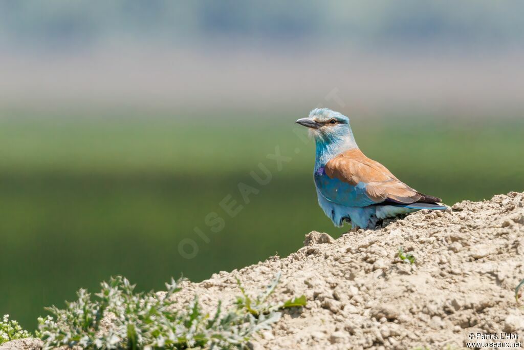 European Roller