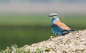 European Roller