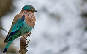 Indian Roller