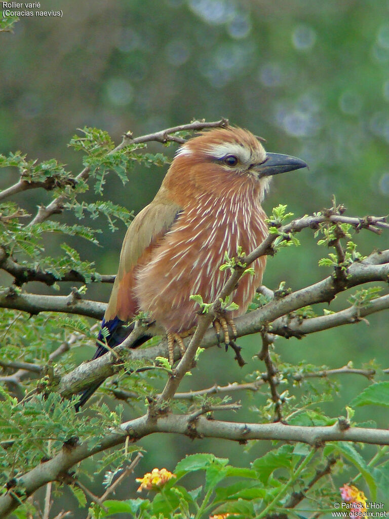 Purple Roller