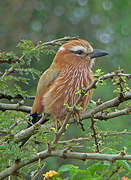 Purple Roller