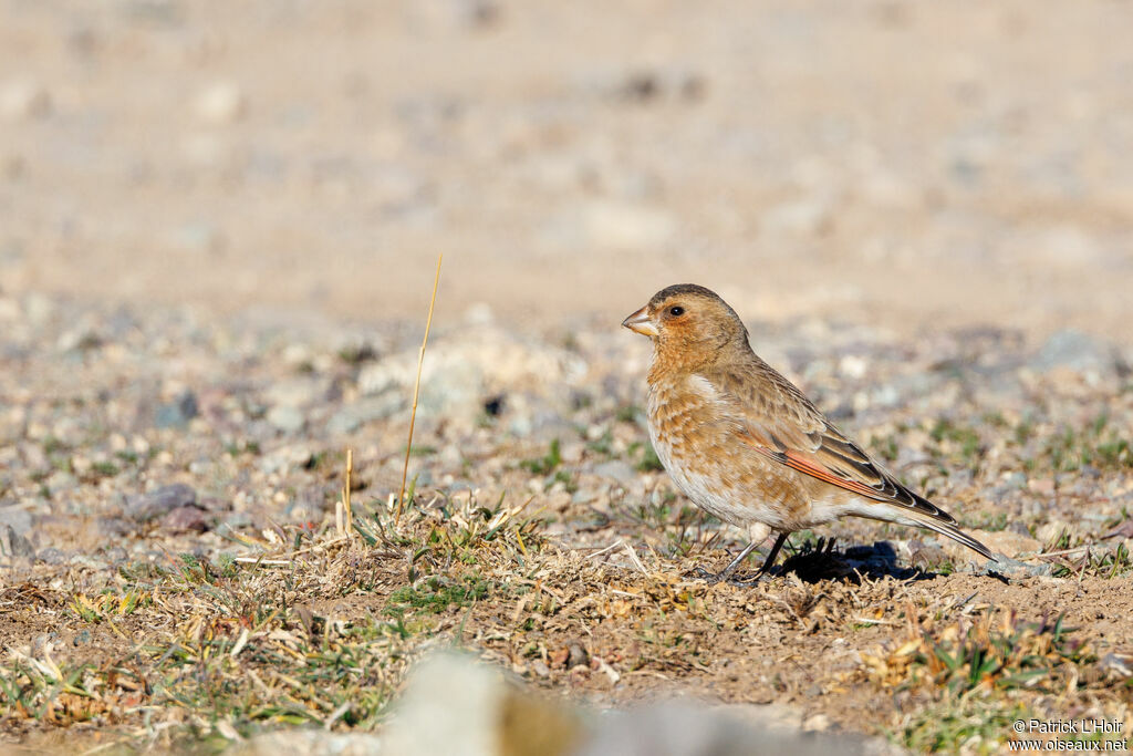 African Crimson-winged Finch