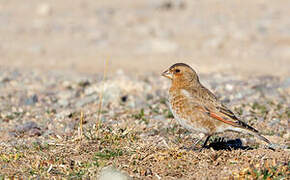 African Crimson-winged Finch