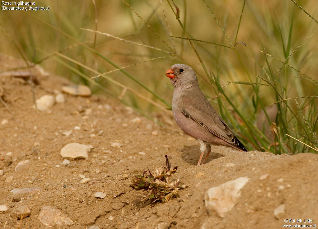 Trumpeter Finch