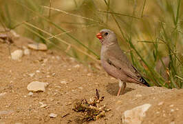 Trumpeter Finch