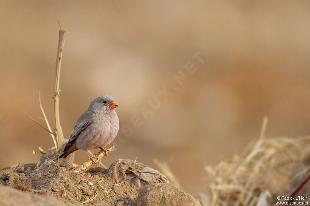 Trumpeter Finch