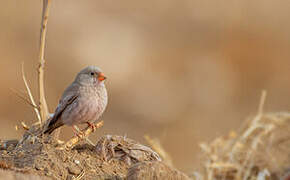 Trumpeter Finch