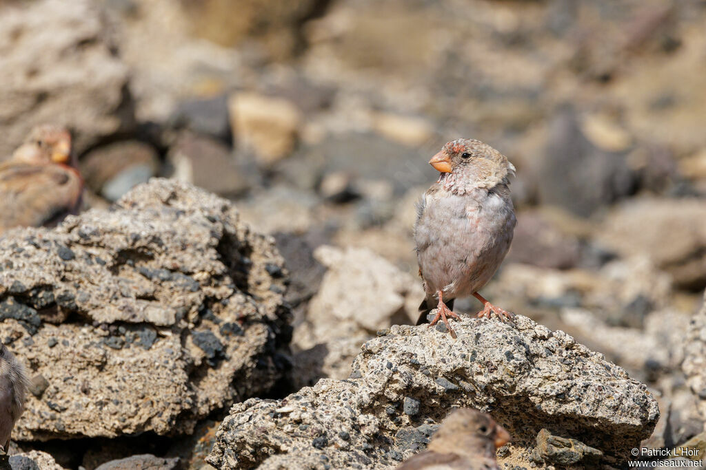 Trumpeter Finch