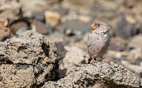 Trumpeter Finch