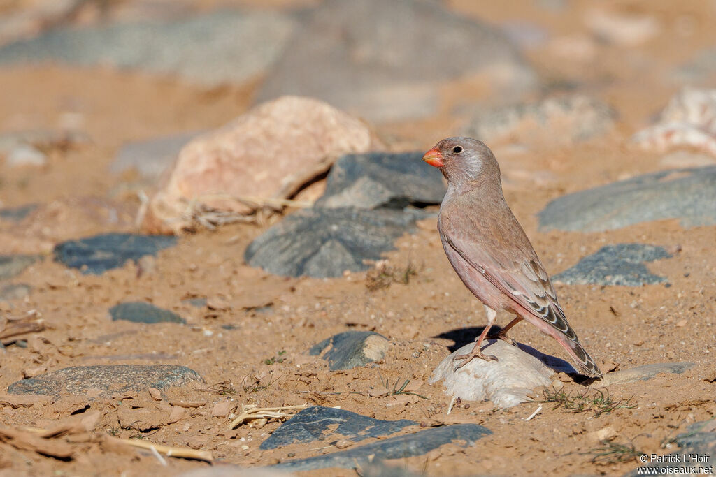 Trumpeter Finch