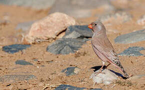 Trumpeter Finch