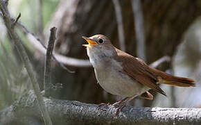 Common Nightingale