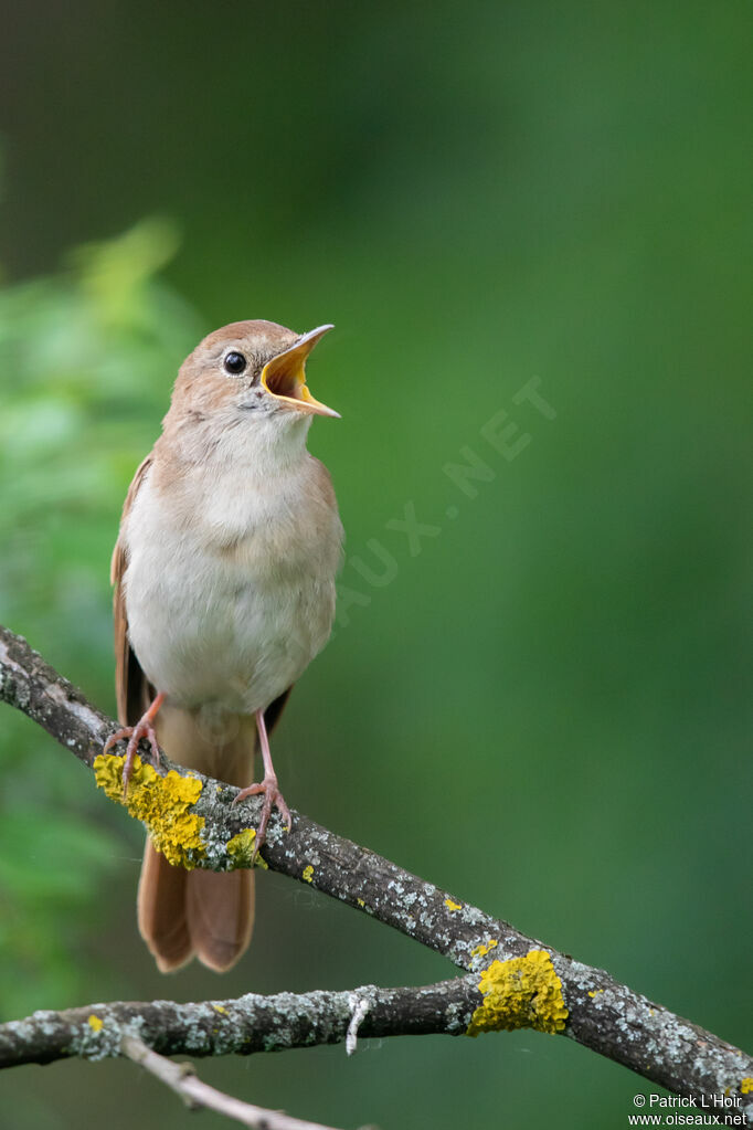 Common Nightingale