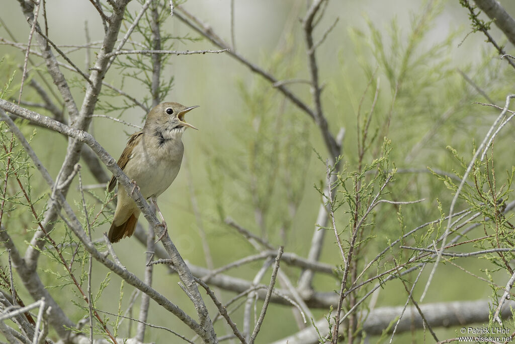 Common Nightingale