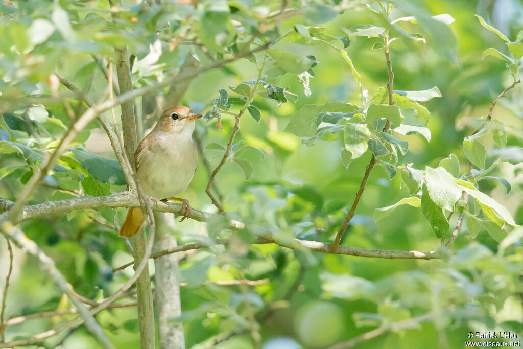 Common Nightingale