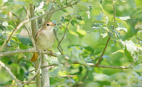 Common Nightingale