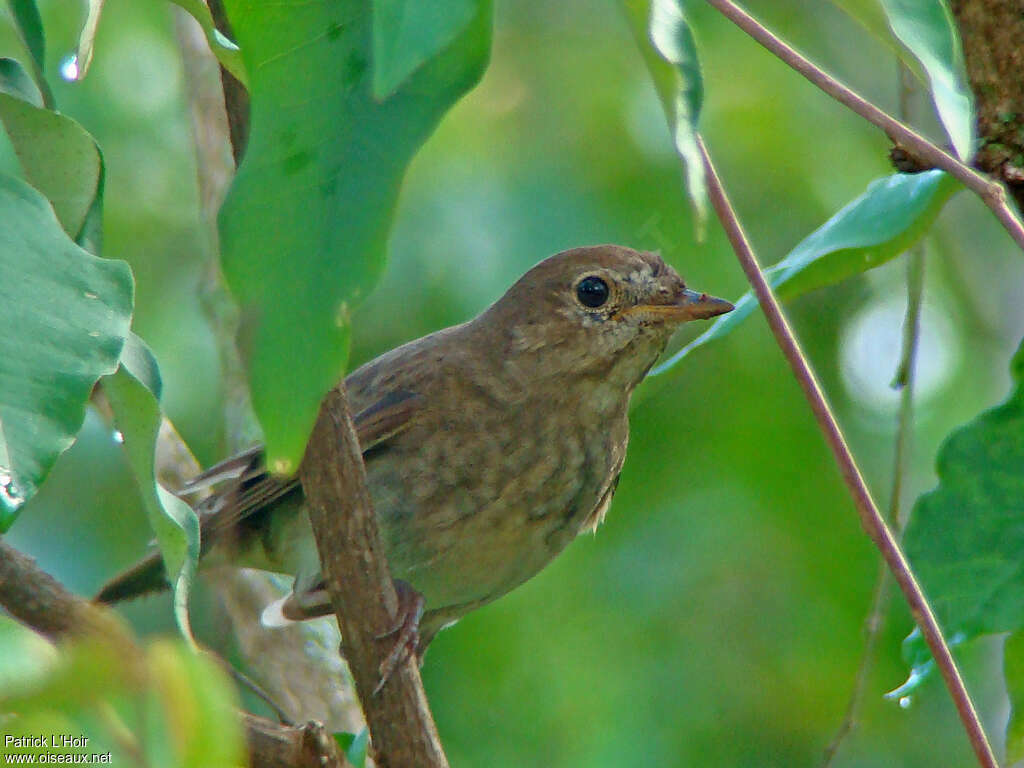 Thrush NightingaleFirst year, identification, Behaviour