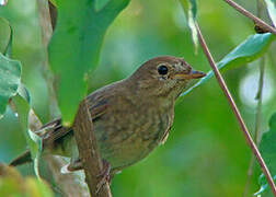 Thrush Nightingale