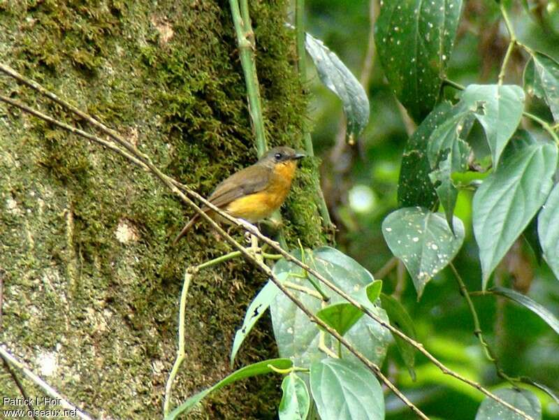 Equatorial Akalatadult, habitat, pigmentation