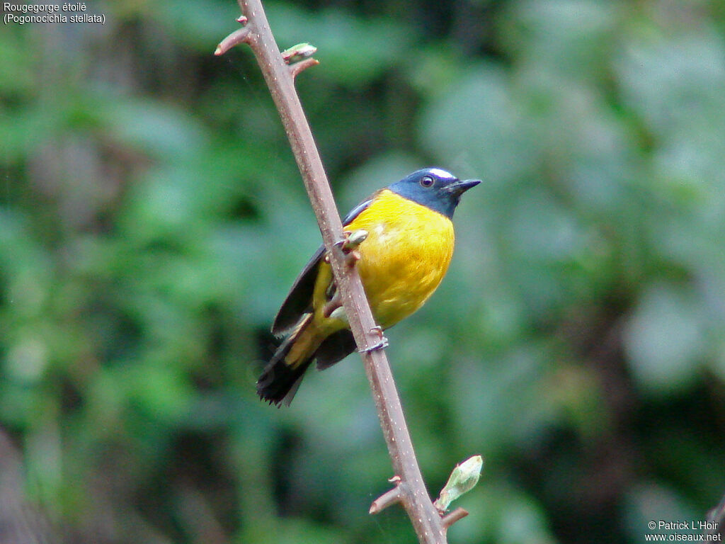 White-starred Robin