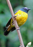 White-starred Robin