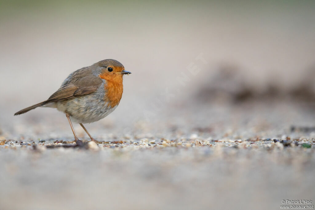 European Robin