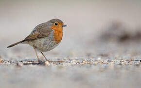 European Robin