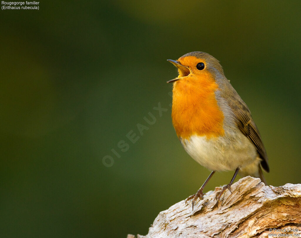 Rougegorge familier, identification, chant, Comportement