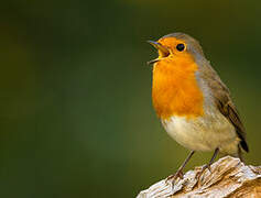 European Robin