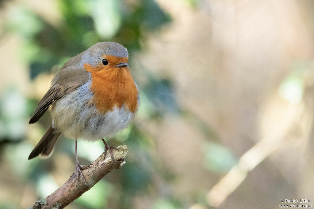 European Robin