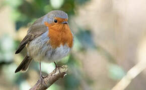 European Robin