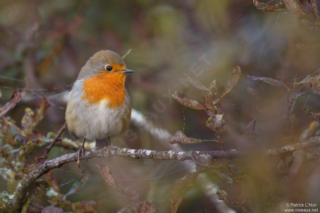 European Robin