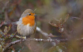 European Robin