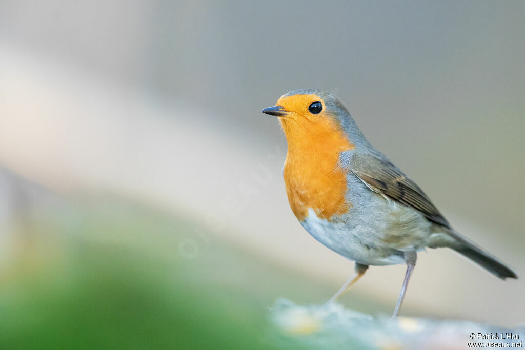 European Robin