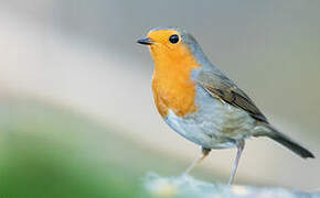 European Robin