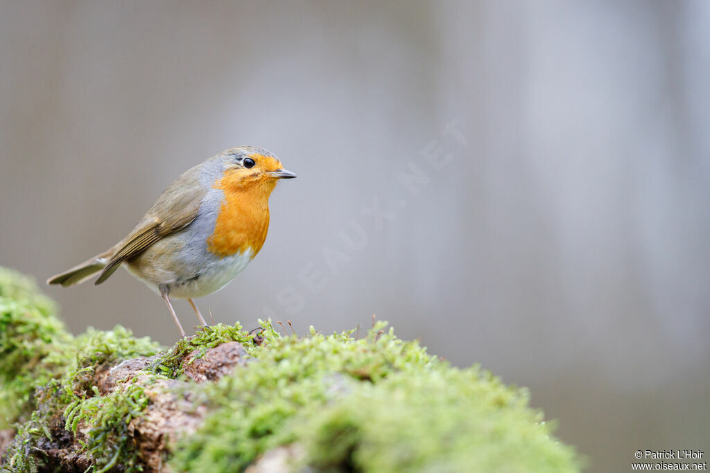 European Robin