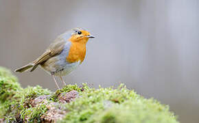 European Robin