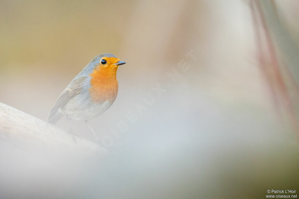 European Robin