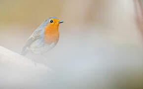 European Robin