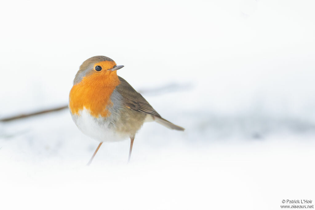 European Robin