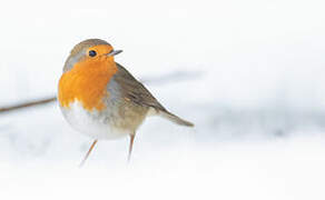 European Robin