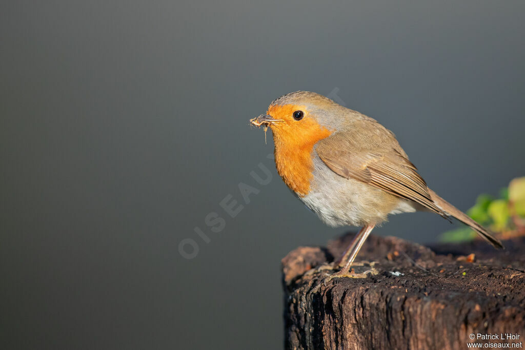 European Robin