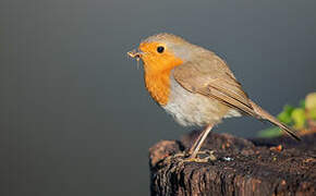 European Robin