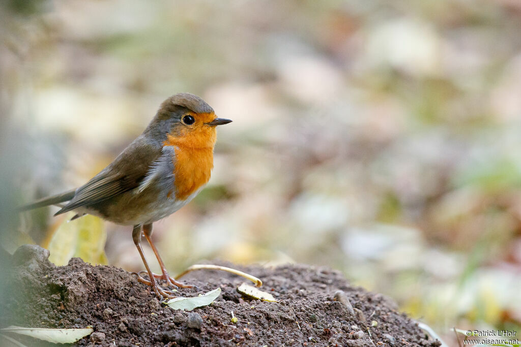 European Robin