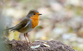 European Robin