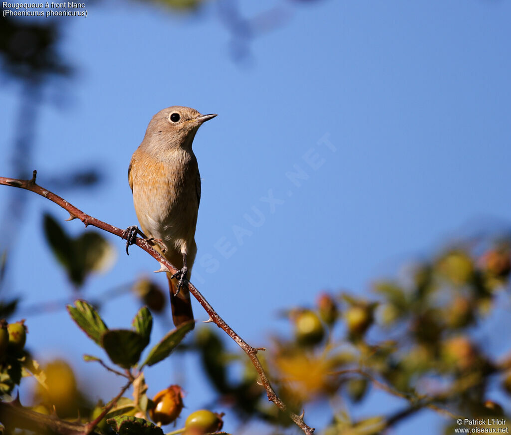 Common Redstart female adult