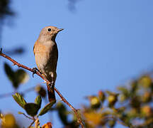 Common Redstart