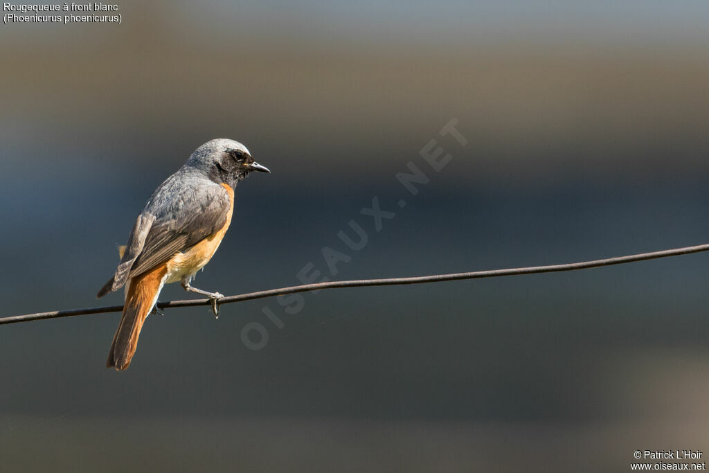 Common Redstart male adult