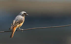 Common Redstart